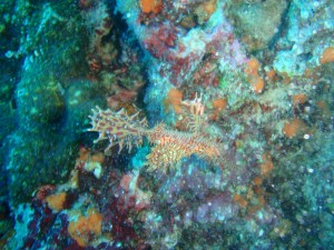 ghostpipefish