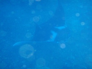 manta
